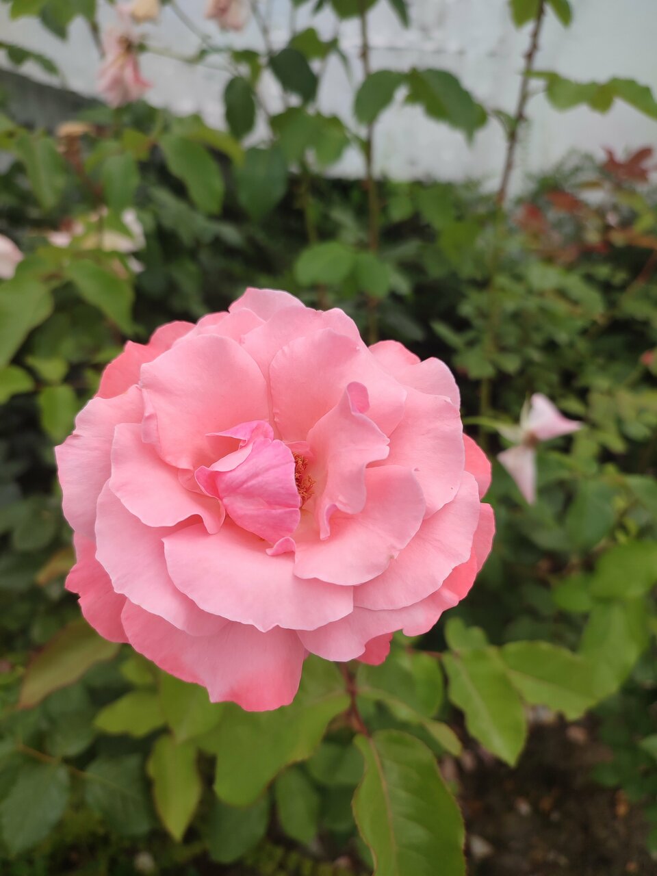 Гостиница У Заполярья Сочи-116